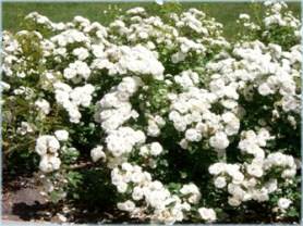 Rosenbeet