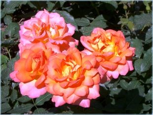 Orange Rosen