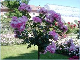 Rosa Rosenb&auml;umchen