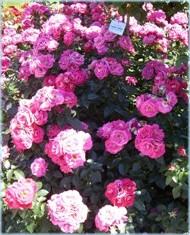 Rosa Rosen