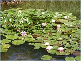 Seerosenteich